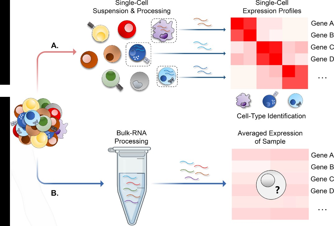 The Why And How Of Scrna Seq A Guide For Beginners Parse Biosciences